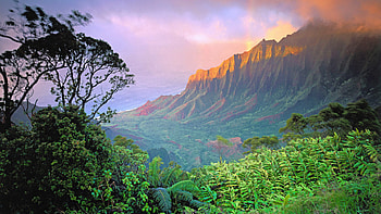 Beautiful jungle [] for your , Mobile & Tablet. Explore Jungle . Jungle Animal , The Jungle Book , Jungle HD wallpaper