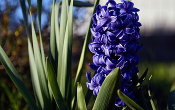 Hyacinth , Floral charm, Nature's delight, Striking colors HD wallpaper
