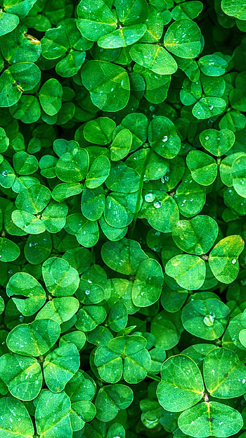 Irish Shamrock, Shamrock , St. Patrick's Day, Irish celebration HD phone wallpaper