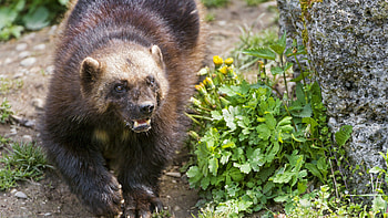 Angry wolverine , Top nhng hnh, Angry wolverine , Top nhng HD wallpaper