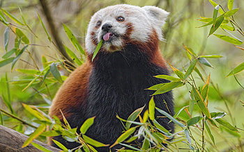 Red Panda, animal, erd, nature, panda HD wallpaper