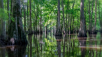 Louisiana travels, Swamp , backgrounds HD wallpaper