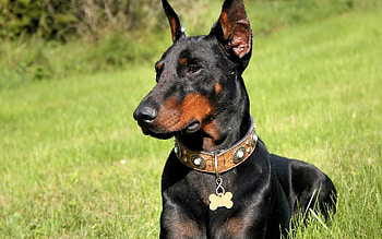 Animals, Grass, Dog, Muzzle, Collar HD wallpaper
