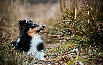 *, dog, animal, dogs, animals HD wallpaper
