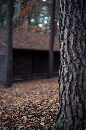 Detailed view of a tree trunk with blurred forest and cabin background, capturing the essence of autumn. HD phone wallpaper