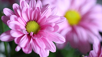 Light Pink Chrysanthemum Flower Petals In Blur Background Flowers HD wallpaper
