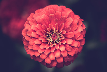 Flowers, Petals, Close-Up, Zinnia HD wallpaper