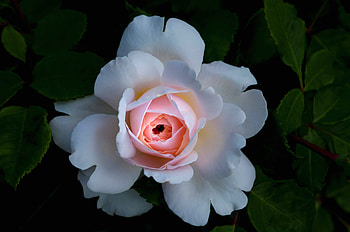 Rose, Macro, Flower, Petals HD wallpaper