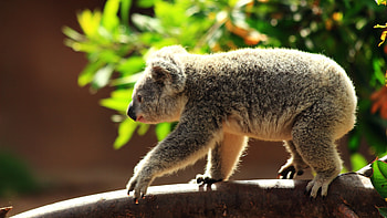 Wide koala , High-definition , Stunning visual, perfection HD wallpaper