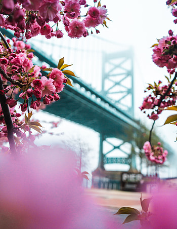 Flowers, Pink, Sakura, Bridge, Spring HD phone wallpaper