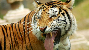 Animals, Grin, Sight, Opinion, Tiger, Language, Tongue HD wallpaper