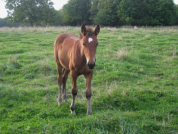Little Horse, horse, field, trees, autumn, sky, grass HD wallpaper