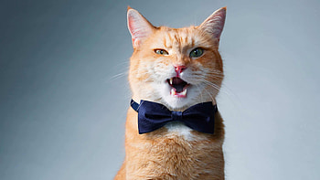 Cat with bowtie, Dapper and stylish, Feline fashion, Suave and debonair HD wallpaper