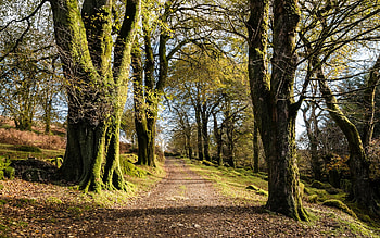 Dartmoor Track, England, England, trees, autumn, road HD wallpaper