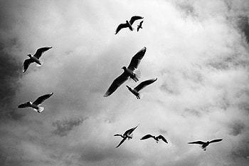 Animals, Birds, Sky, Clouds, Flight, Bw, Chb HD wallpaper
