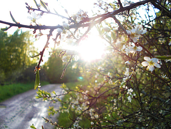 sloe bush , white, green, road, nature, flowers, sun, evening HD wallpaper