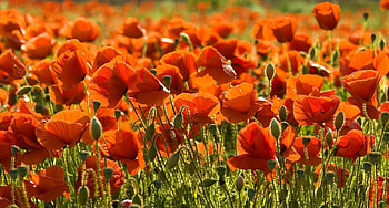 Flowers, Poppies, Summer, Field, Sharpness HD wallpaper