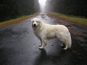 Animals, Road, Dog, Moisture, Waiting, Expectation HD wallpaper