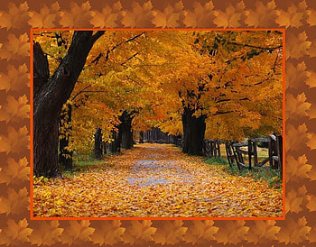 Autumn 1013 X 794, leaves, fall, trees, autumn, road, forest HD wallpaper