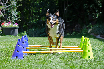 Dog agility equipment, Train your pup, Train your pup, Train at home HD wallpaper