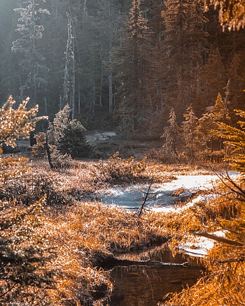 Nature, Rivers, Grass, Forest, Creek, Brook HD phone wallpaper