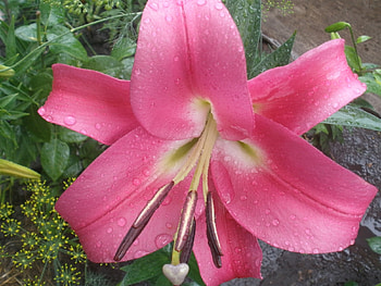 Plants, Flowers, Lilies, Drops HD wallpaper