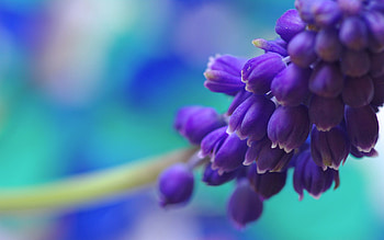 Flowers, Background, Macro, Bright, Branch, Blurred, Greased HD wallpaper