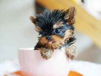 TEACUP PUPPY, CUTE, PUPPY, , ANIMAL HD wallpaper