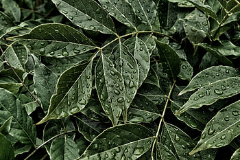 Nature, Leaves, Drops, Surface HD wallpaper