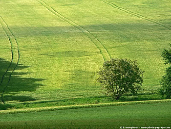 Wheatfield, trees, wheat, field, green HD wallpaper