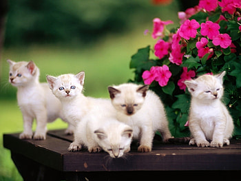Animals, Cats HD wallpaper