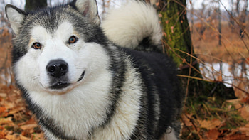Animals, Dogs HD wallpaper