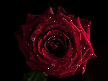Roses, Plants, Flowers, Drops HD wallpaper