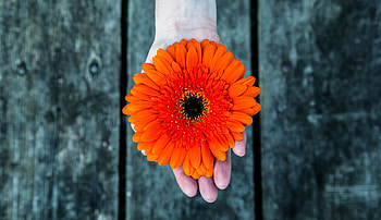 Flowers, Flower, Hand, Gerbera HD wallpaper