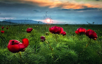 Sunset on Fields, red, fields, sky, flowers, sunset HD wallpaper
