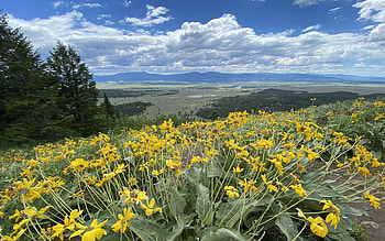 Wildflowers atop Signal Mountain in Grand Teton Nationa Park, blossoms, field, clouds, sky, flowers, usa, wyoming HD wallpaper