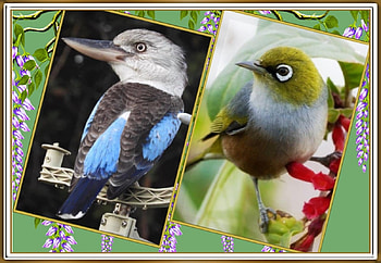 BIRD COLLAGE, NATURE, COLLAGE, , BIRD HD wallpaper
