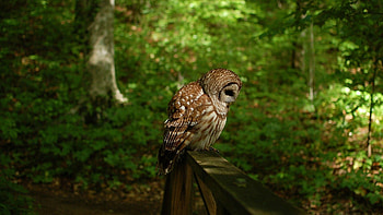 Animals, Grass, Owl, Forest, Shadow HD wallpaper