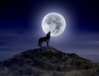 HOWLING WOLF, NIGHT, SKY, WOLF, HOWLING, MOON HD wallpaper