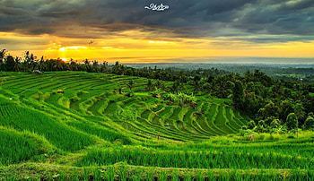 Gambar Pemandangan Sawah yang Indah. Pemandangan, Alam, Gambar HD wallpaper