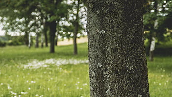 A detailed view of a tree trunk with blurred forest background, capturing the essence of spring nature. HD wallpaper