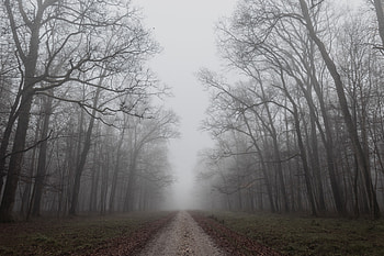Nature, Trees, Autumn, Road, Fog HD wallpaper