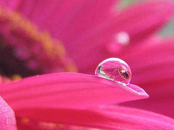 Pink Daizy, pink, petals, flower, daizy, leaves waterdroplet HD wallpaper