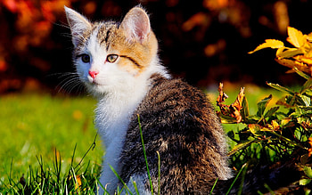 Animals, Cats HD wallpaper