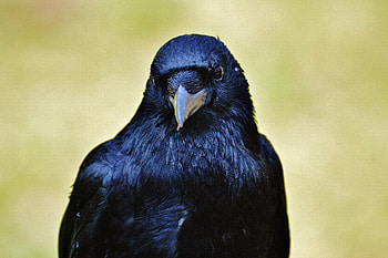 Animals, Bird, Beak, Raven HD wallpaper