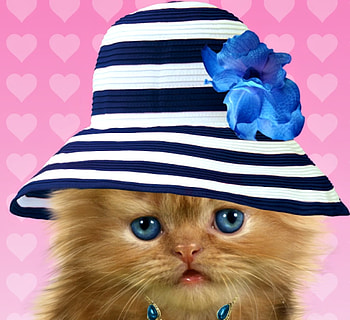 Kitten, blue, cute, cat, pisica, summer, pink, kittten, flower, face, hat HD wallpaper