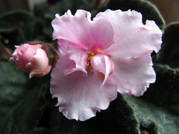 Plants, Flowers, Violet HD wallpaper
