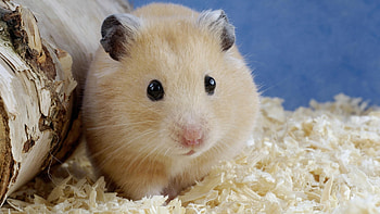 Animal hamster , Vibrant and lively, Hamster in focus, Captivating eyes HD wallpaper