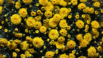 Flowers, Chrysanthemum, Flower Bed, Flowerbed HD wallpaper