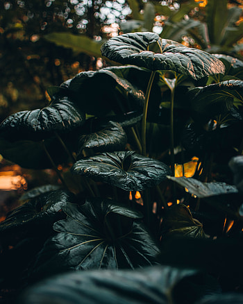 Nature, Leaves, Plant, Tropical, Wild HD phone wallpaper